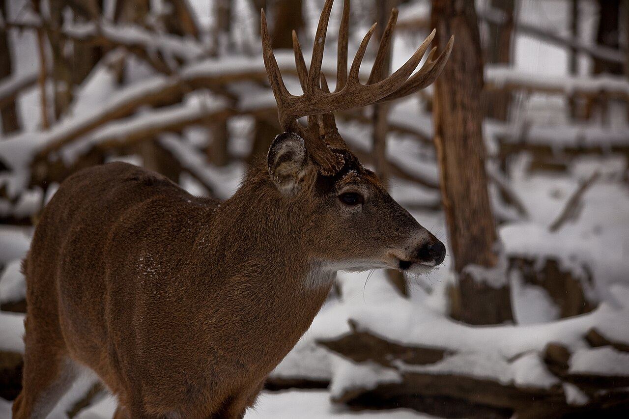 A whitetail buck in profile, hard antlers against a snowy woods.