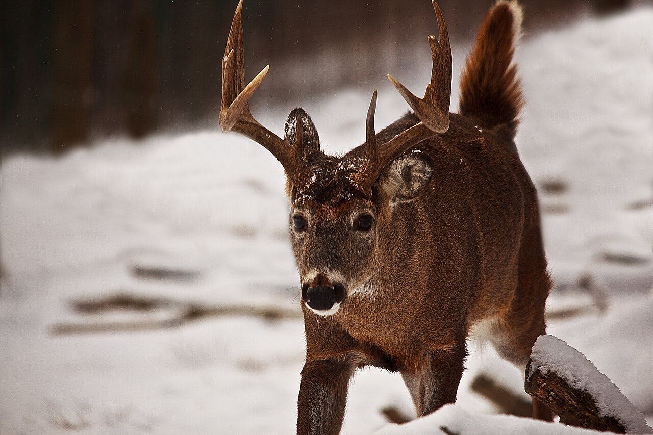A whitetail buck walks toward the camera with its tail raised.