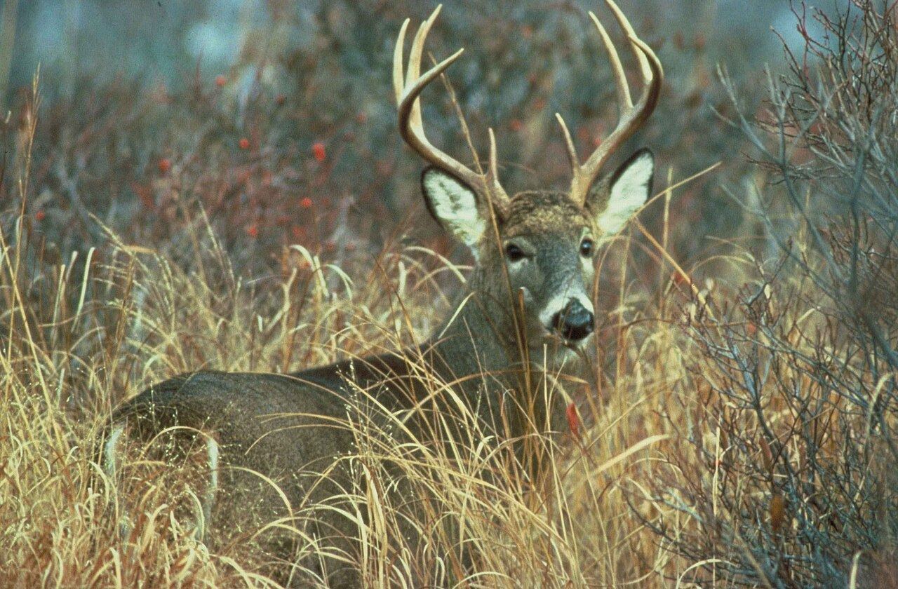 A whitetail buck with hard antlers stands in tall grass.