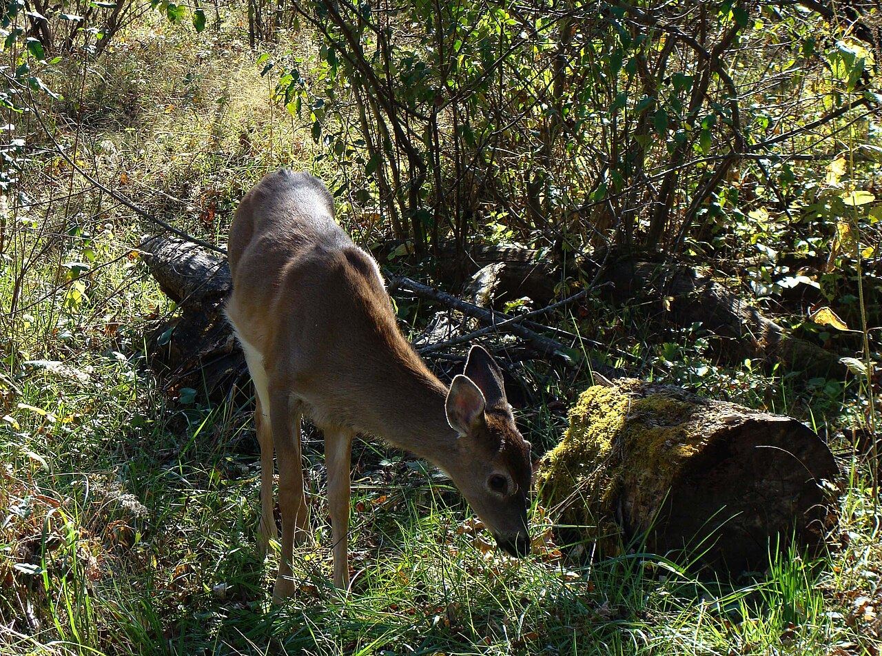 A whitetail deer lowers its head to browse green plants in the woods.