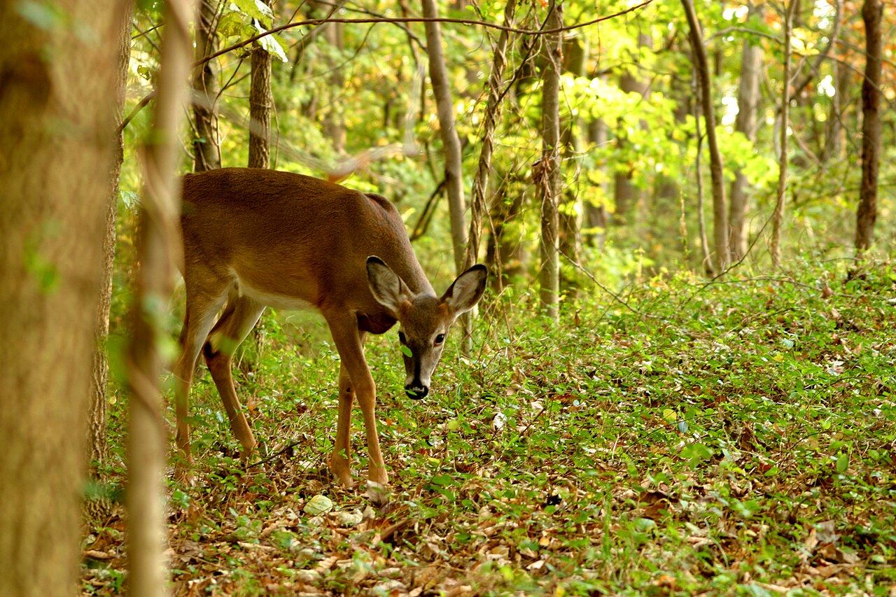 A whitetail doe browses on a forest floor, ears forward.