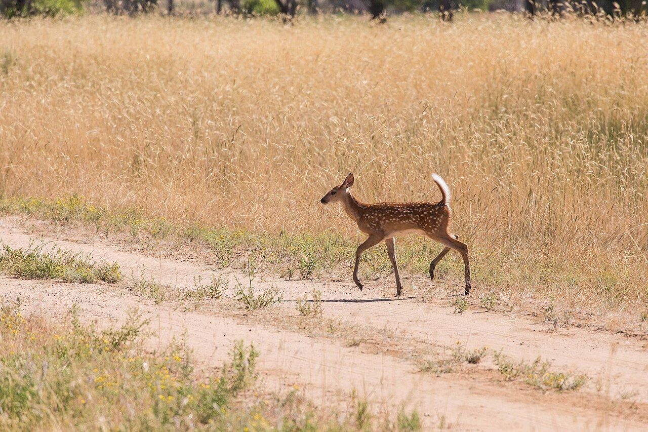 A spotted whitetail fawn walks a dirt path through dry grass.