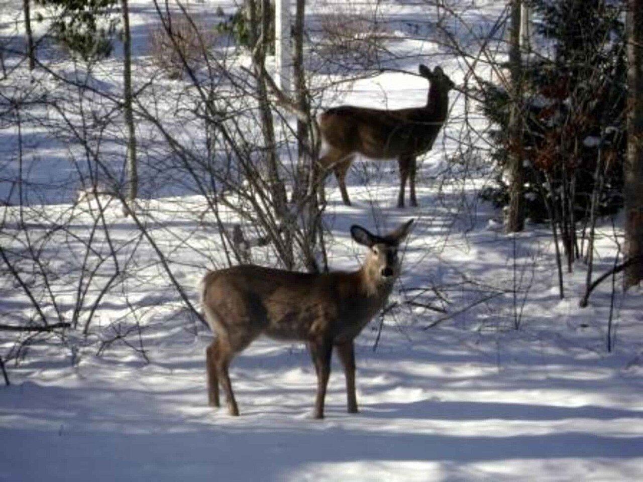 Two whitetail deer stand in a snowy woods.