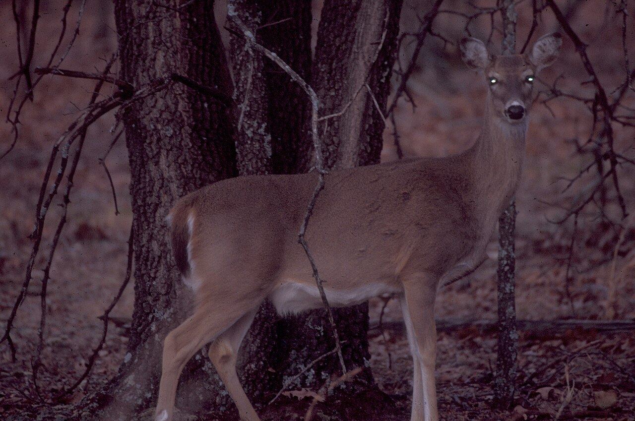 A whitetail deer at dusk with eyes shining toward the camera.