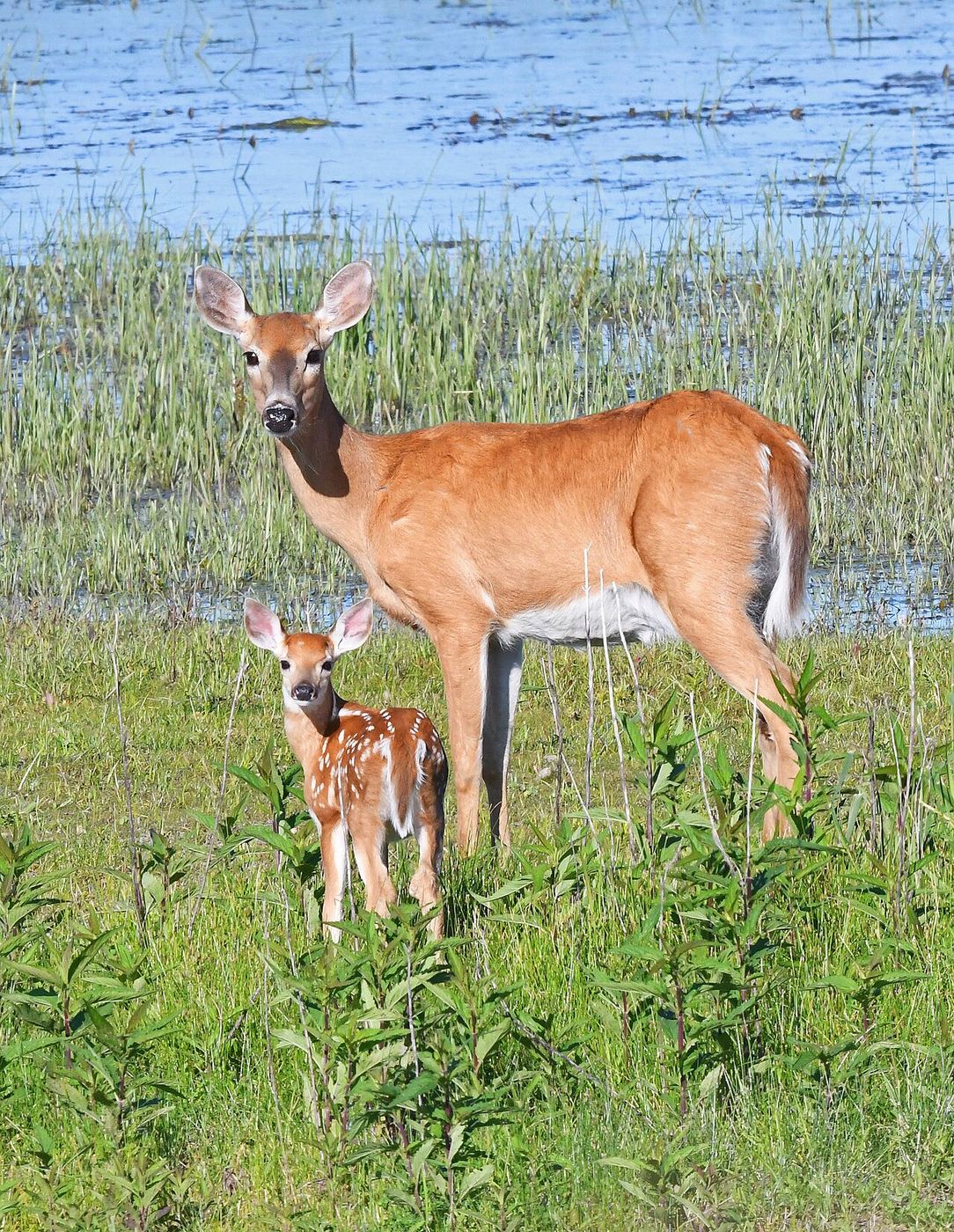 A whitetail doe stands with a spotted fawn in summer grass.